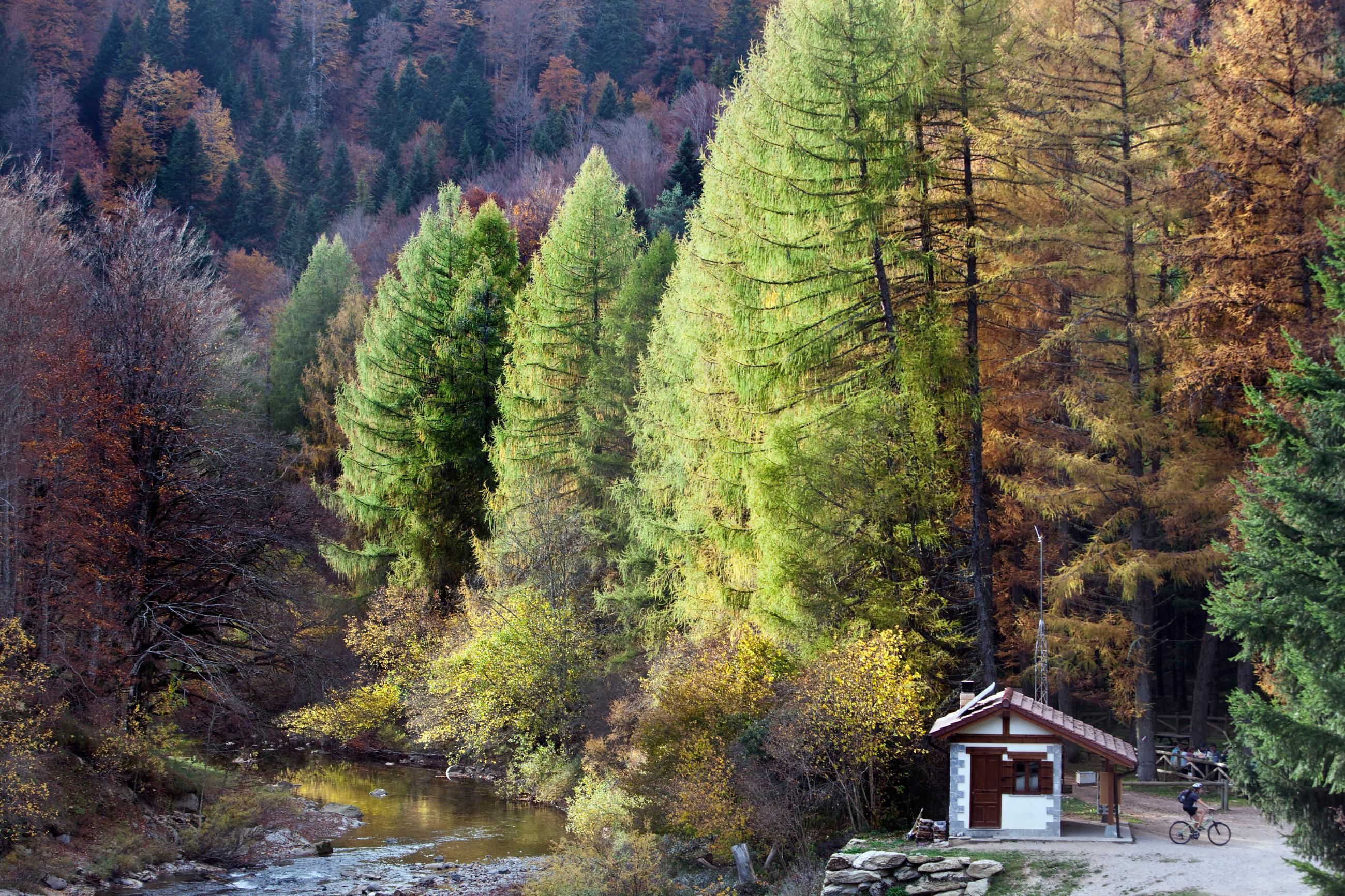 Bosque de Irati en otoño
